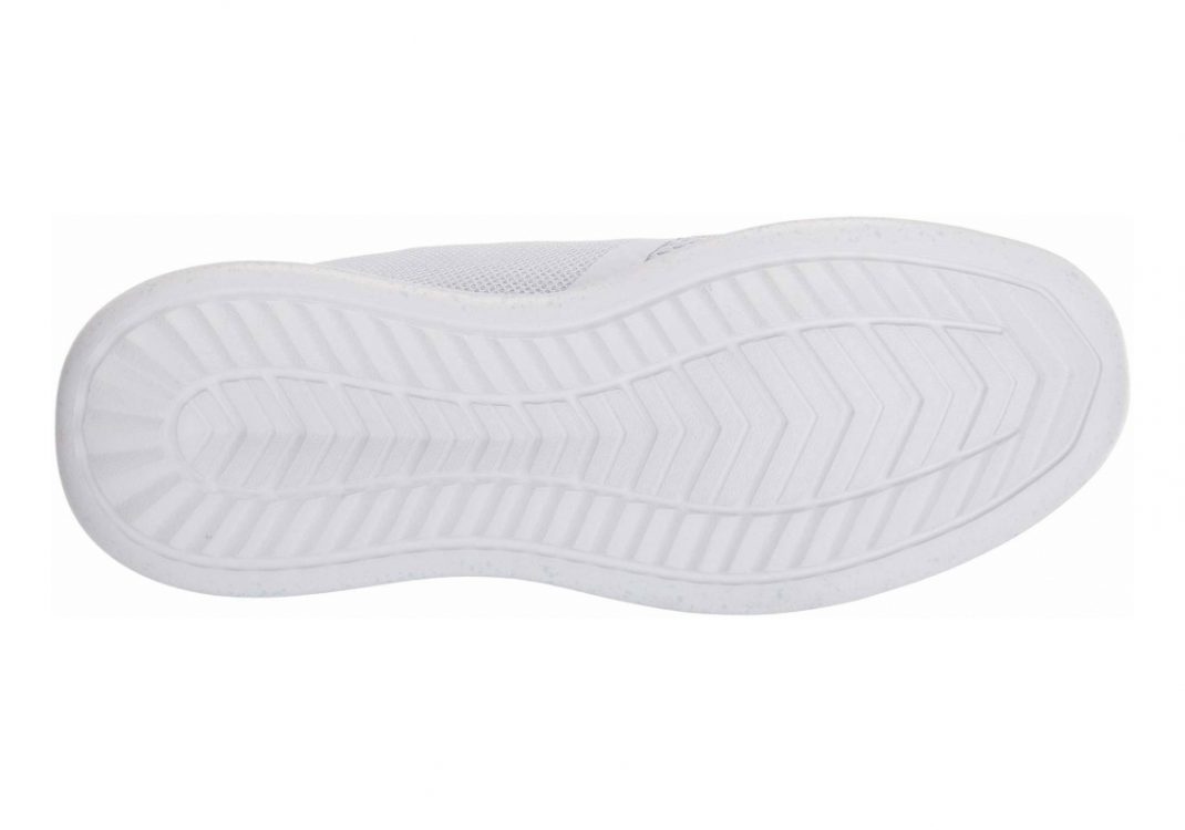 Arctic Fox (WDRNBW1)